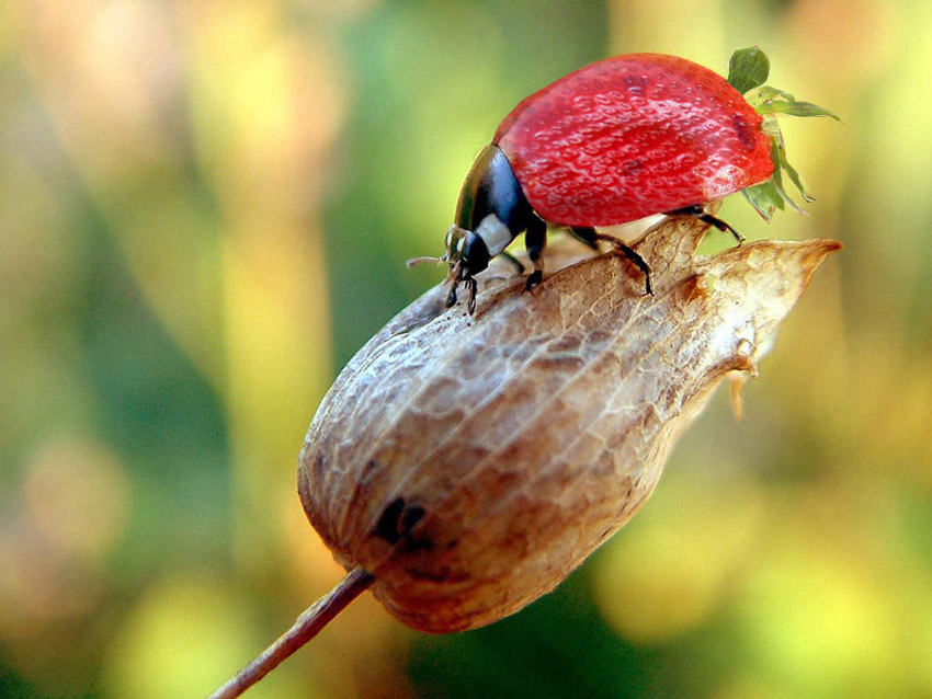 Photoshop Design by funky123 for DesignCrowd (Community Contests) | Design #9055961