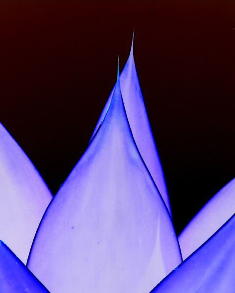 Fotografie von kimbomac für DesignCrowd (Community Contests) | Design #9064134