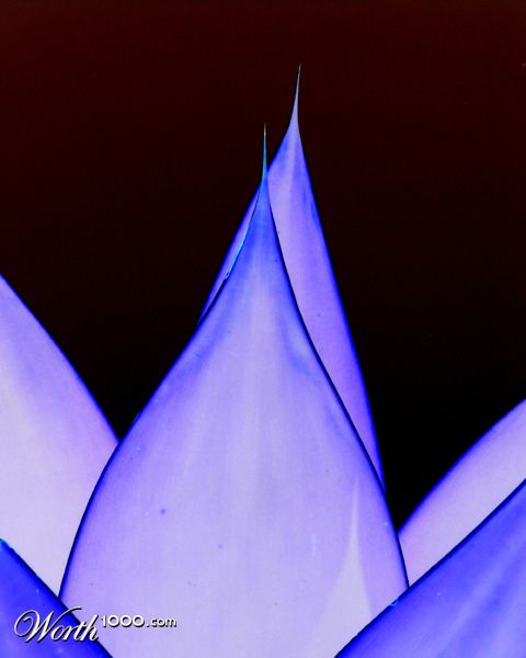 Photography by kimbomac