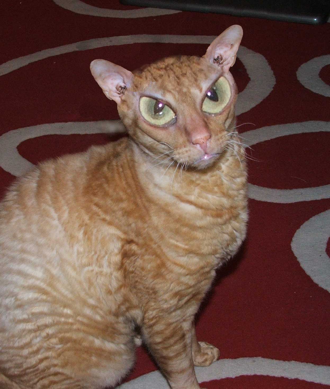 Diseño de Photoshop por ojoblo para DesignCrowd (Community Contests) | Diseño #9055509