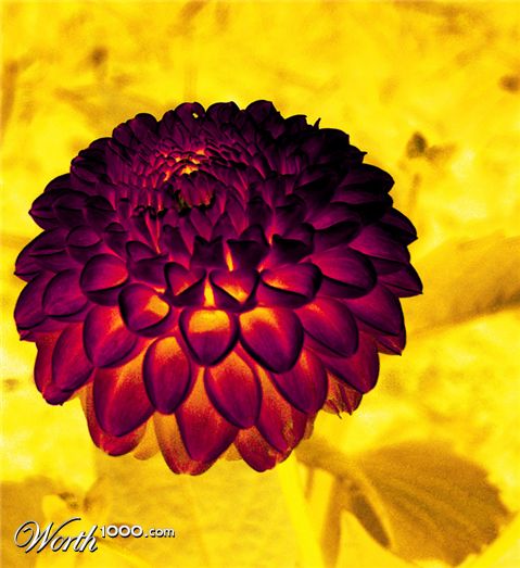 Photography by Norrit