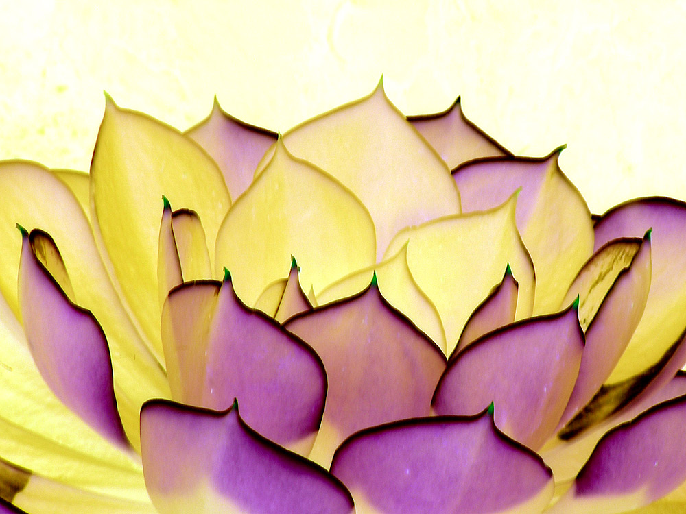 Photography by Kajelund for DesignCrowd (Community Contests) | Design #9064162