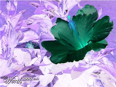 Photography by moxieshark