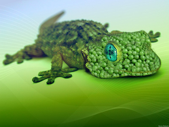 Photoshop Design by jessicagurl for DesignCrowd (Community Contests) | Design #9056089