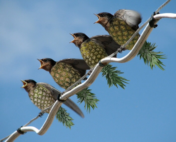 Design Photoshop par beeshamommy pour DesignCrowd (Community Contests) | Design #9056024