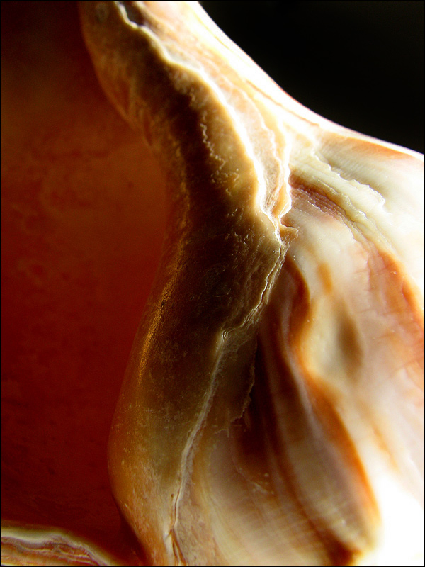 Photography by nowheregirl for DesignCrowd (Community Contests) | Design #9060467