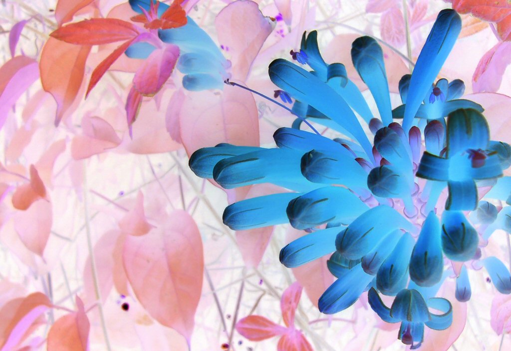 Photography by singergirl for DesignCrowd (Community Contests) | Design #9064192