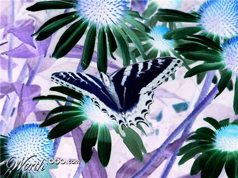 Photography by miarose59