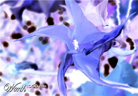 Photography by BlitzMan