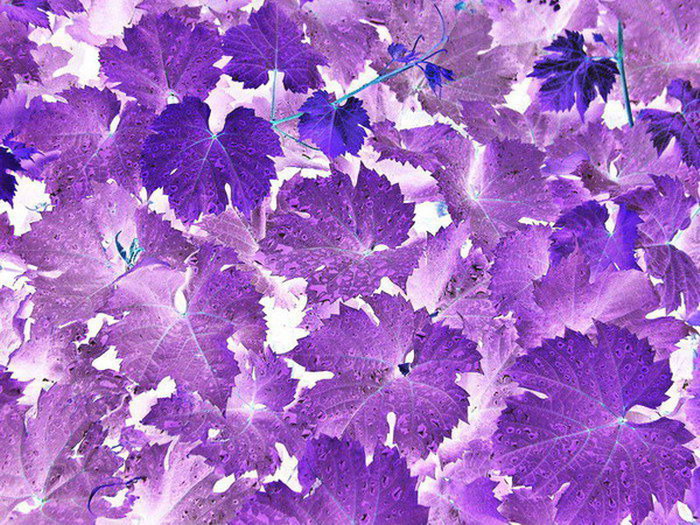 Fotografie von mzmzmzmz für DesignCrowd (Community Contests) | Design #9064263