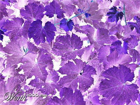 Photography by mzmzmzmz