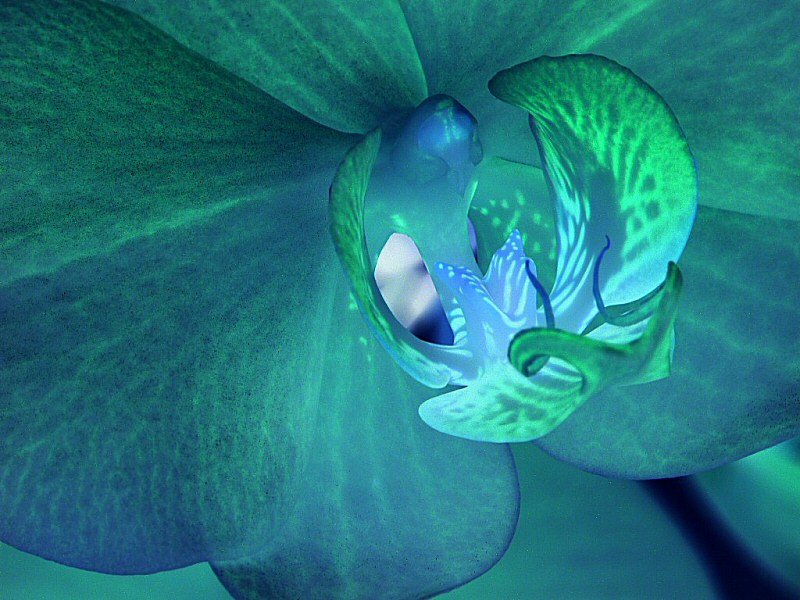 Photographie par wiggster pour DesignCrowd (Community Contests) | Design #9064266