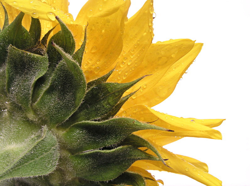 Fotografie von mzmzmzmz für DesignCrowd (Community Contests) | Design #9060303