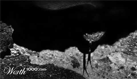 Photography by dioscuriII