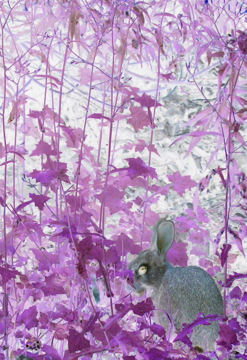 Photography by missyelle for DesignCrowd (Community Contests) | Design #9064292