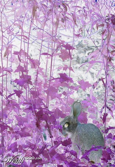 Photography by missyelle