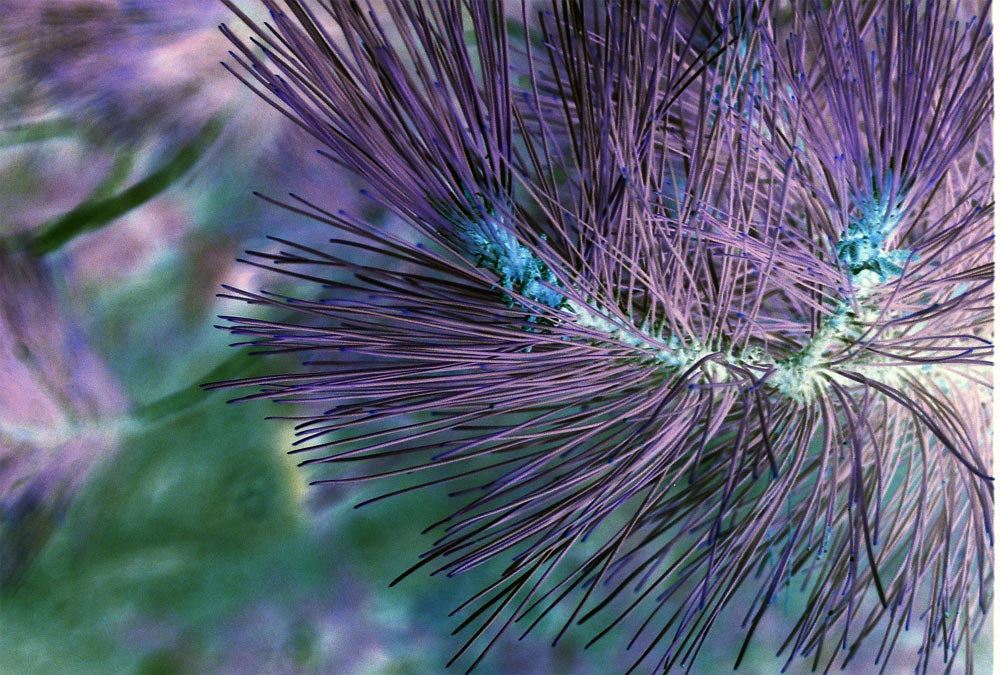 Fotografía por obiqui para DesignCrowd (Community Contests) | Diseño #9064309