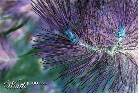 Photography by obiqui