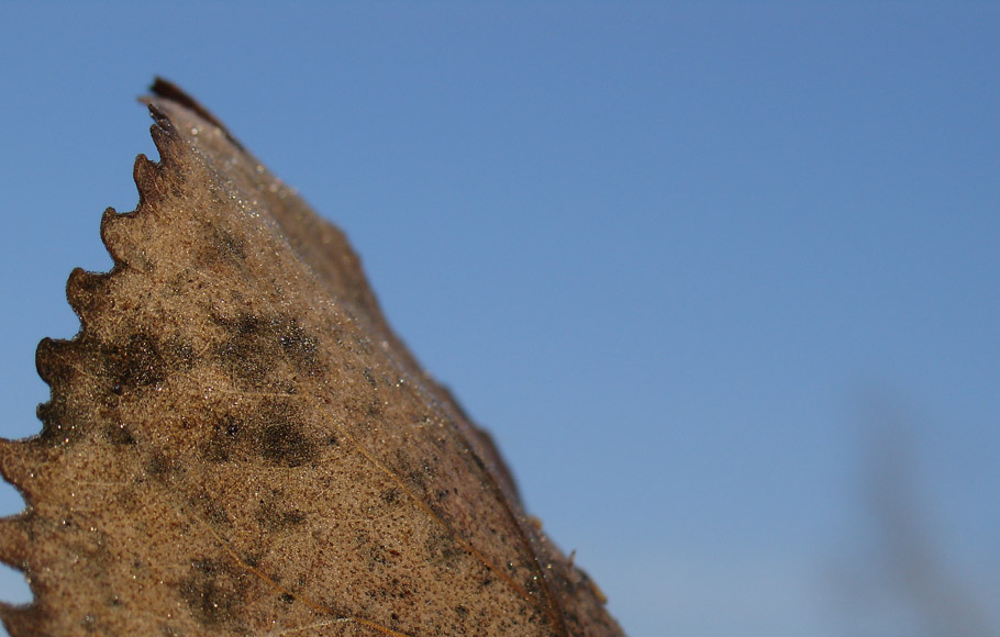 Photography by LollyPreen for DesignCrowd (Community Contests) | Design #9060574