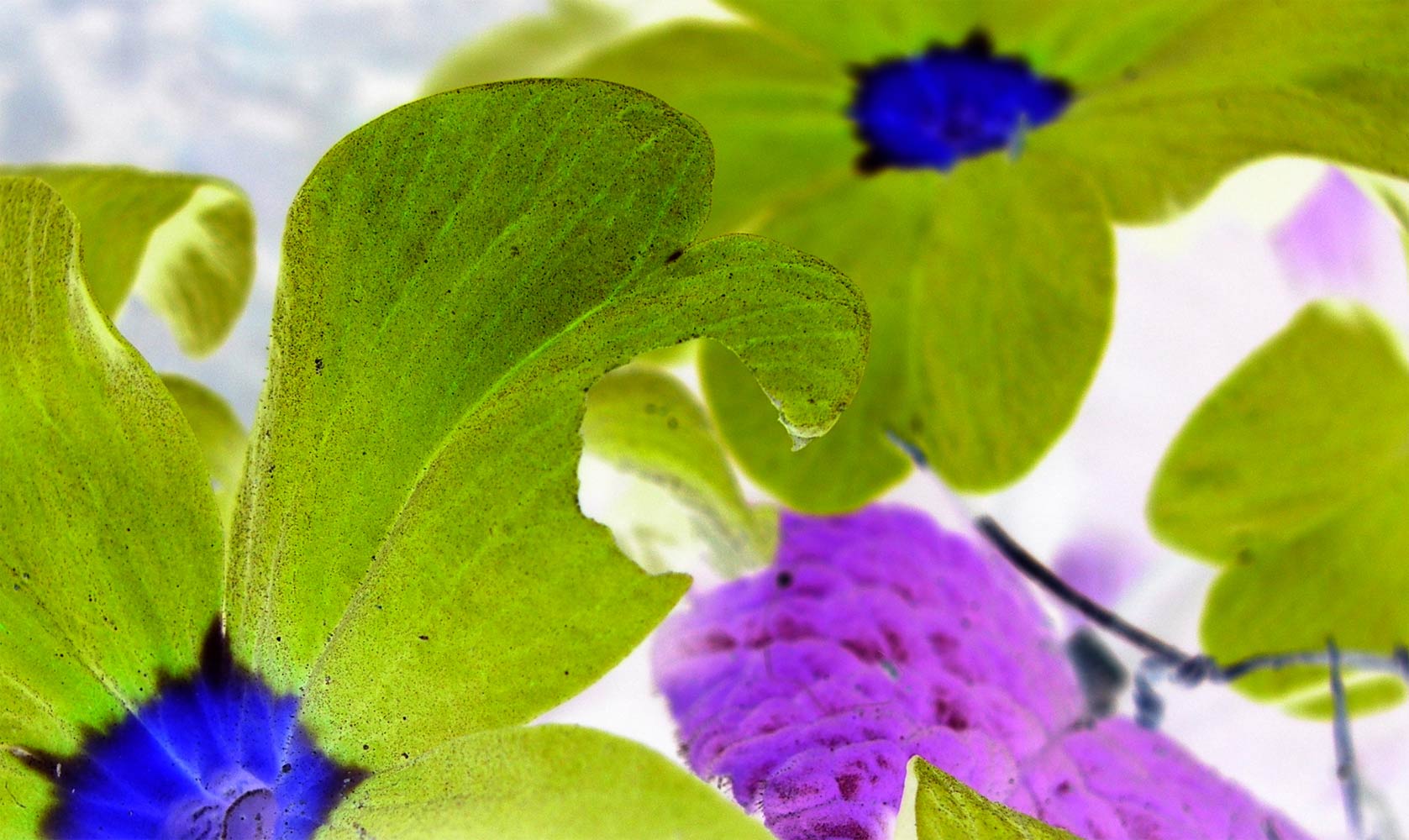 Photographie par photoenthusa pour DesignCrowd (Community Contests) | Design #9064302