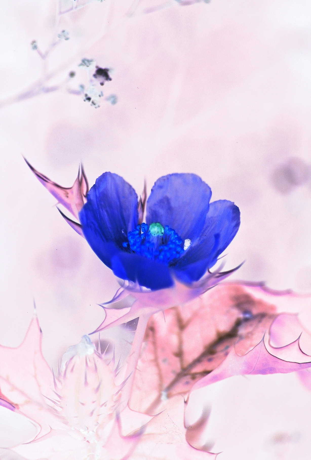 Photography by kalyangantait for DesignCrowd (Community Contests) | Design #9064319