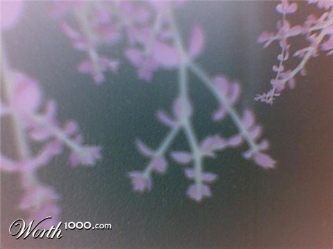 Photography by zuhalaksulu