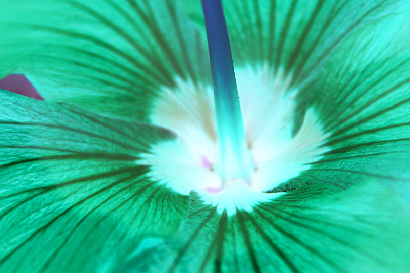 Fotografie von pedronurmi für DesignCrowd (Community Contests) | Design #9064438