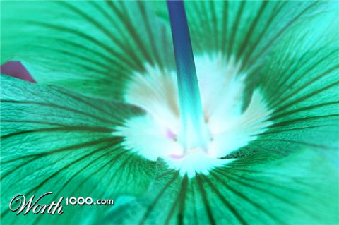 Photography by pedronurmi