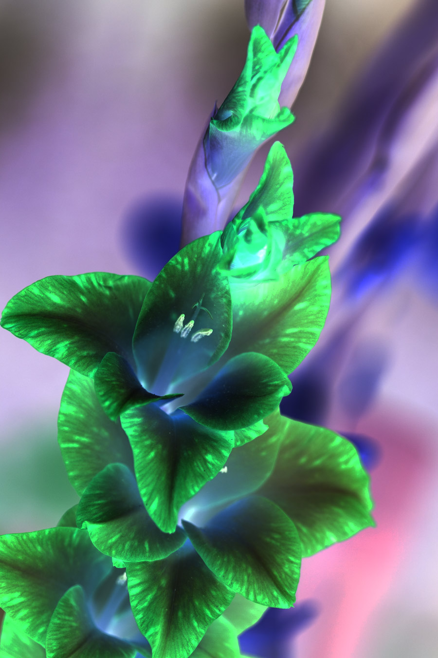 Photographie par koinkoin pour DesignCrowd (Community Contests) | Design #9064543