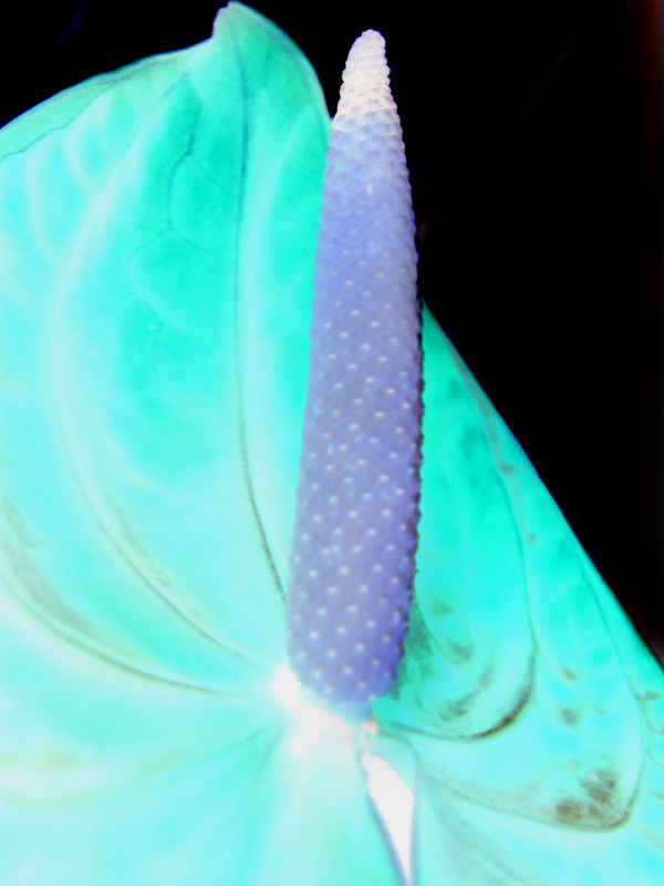 Photography by nowheregirl for DesignCrowd (Community Contests) | Design #9064482