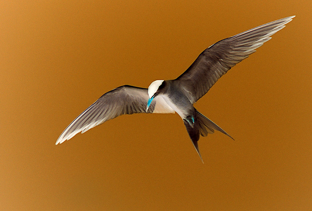 Fotografía por Boomby para DesignCrowd (Community Contests) | Diseño #9068222