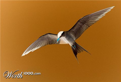 Photography by Boomby