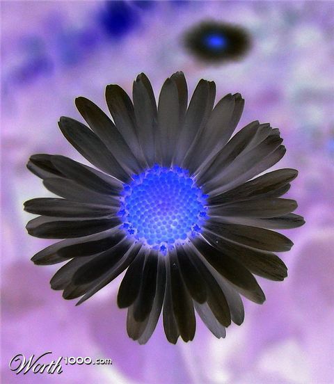 Photography by SnezaL