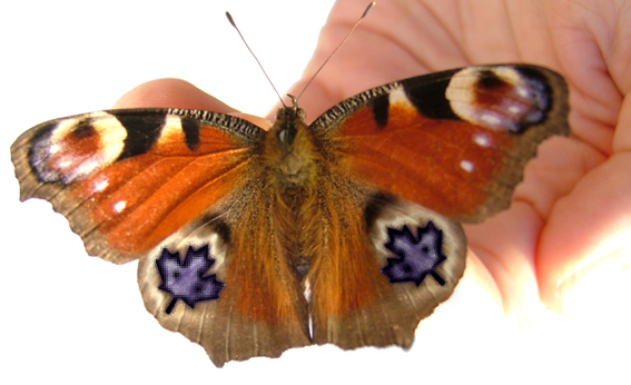 Photoshop-Design von Funkylemon für DesignCrowd (Community Contests) | Design #9056879