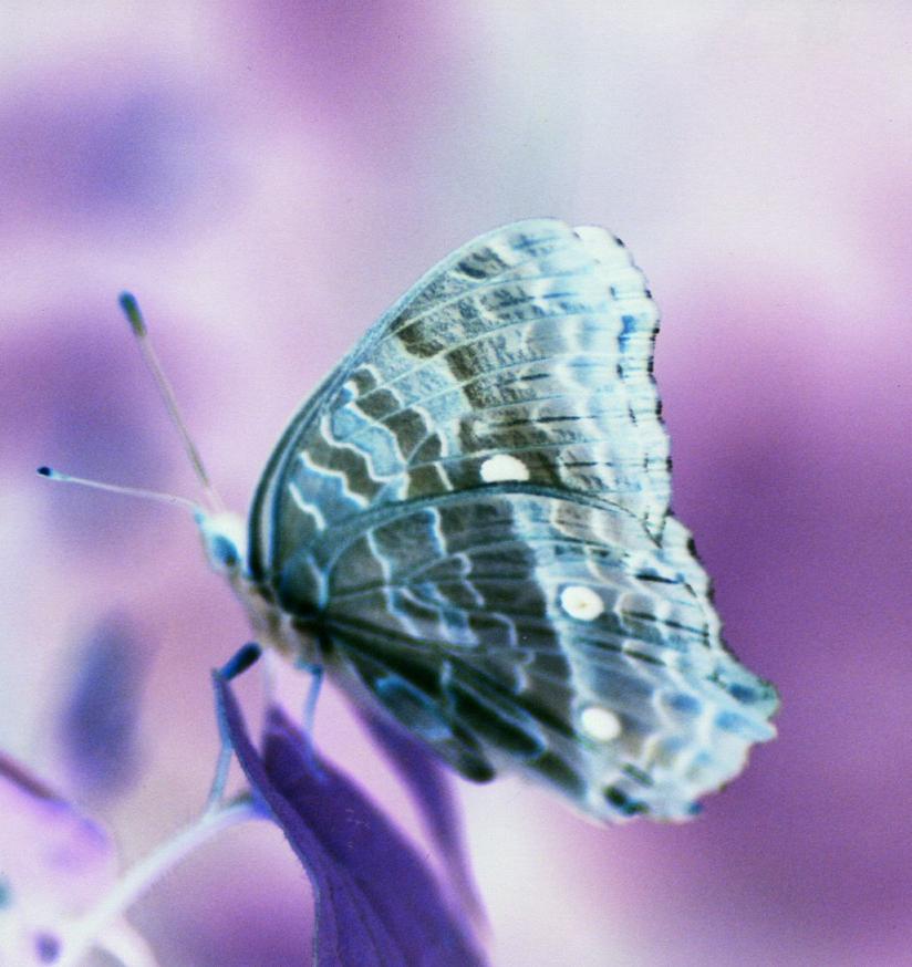 Photography by Larah McElroy for DesignCrowd (Community Contests) | Design #9064434