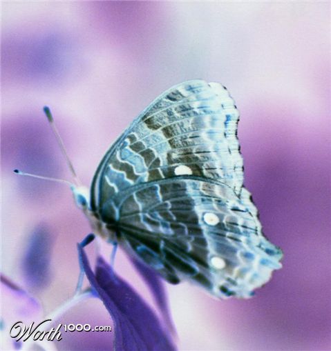 Photography by Larah McElroy