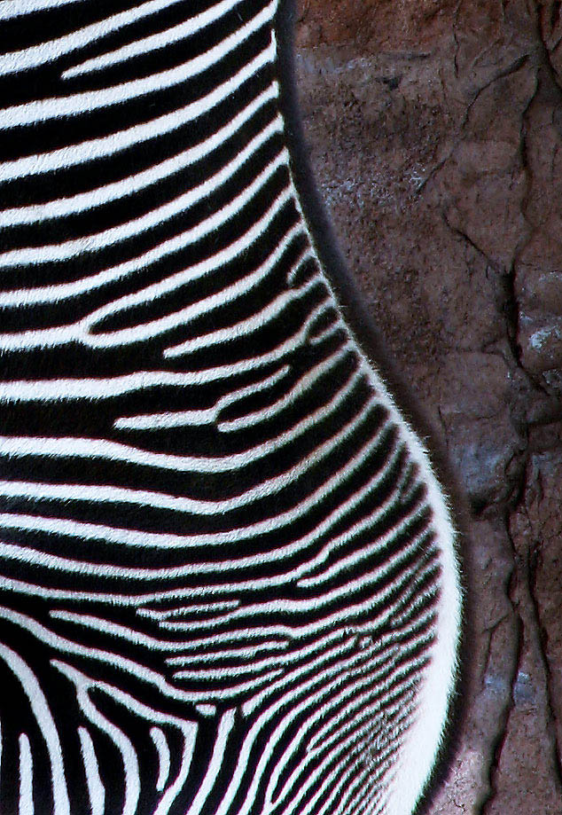 Fotografie von SigloV für DesignCrowd (Community Contests) | Design #9057823