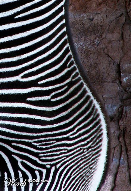 Photography by SigloV