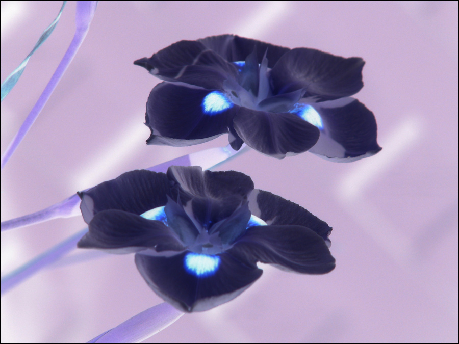 Photography by nowheregirl for DesignCrowd (Community Contests) | Design #9068205