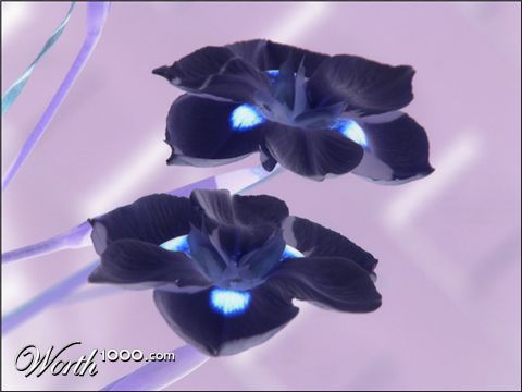 Photography by nowheregirl