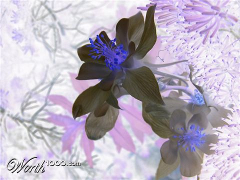 Photography by radishbliss