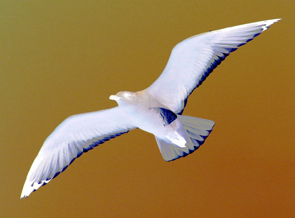 Fotografie von chortler für DesignCrowd (Community Contests) | Design #9064424