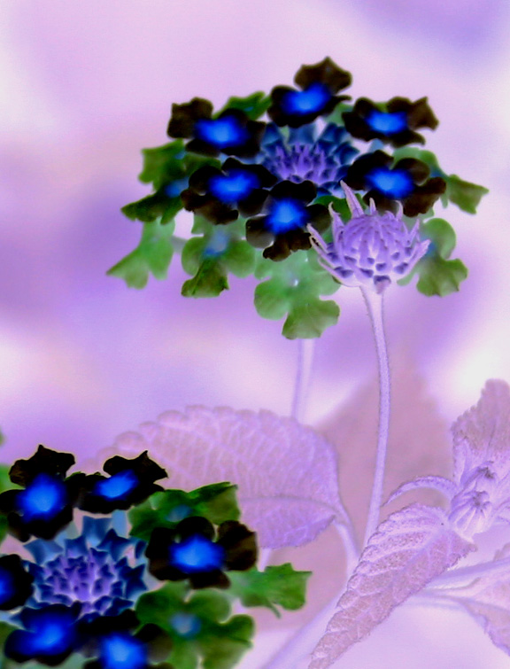 Fotografía por cl_UK para DesignCrowd (Community Contests) | Diseño #9068111