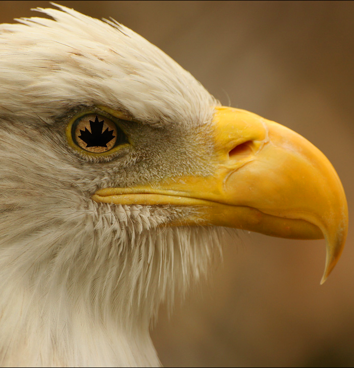 Photoshop Design by bottler for DesignCrowd (Community Contests) | Design #9056907