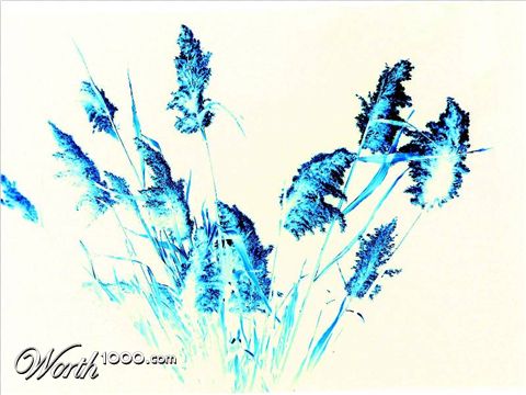 Photography by dasteveco