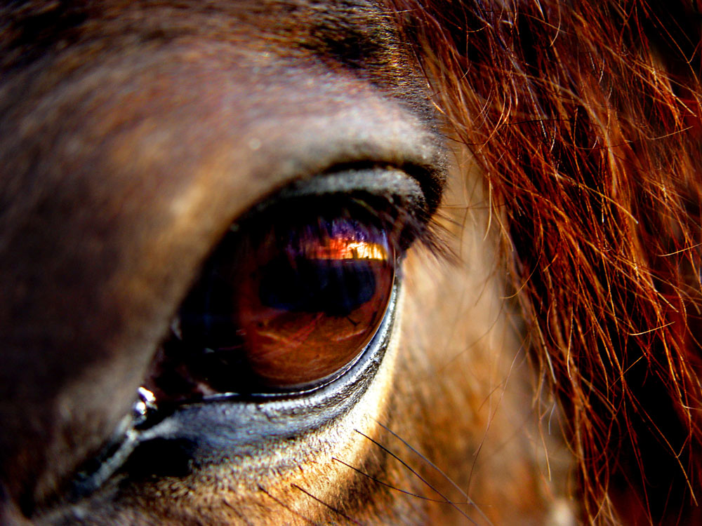 Photography by Meesch for DesignCrowd (Community Contests) | Design #9062081