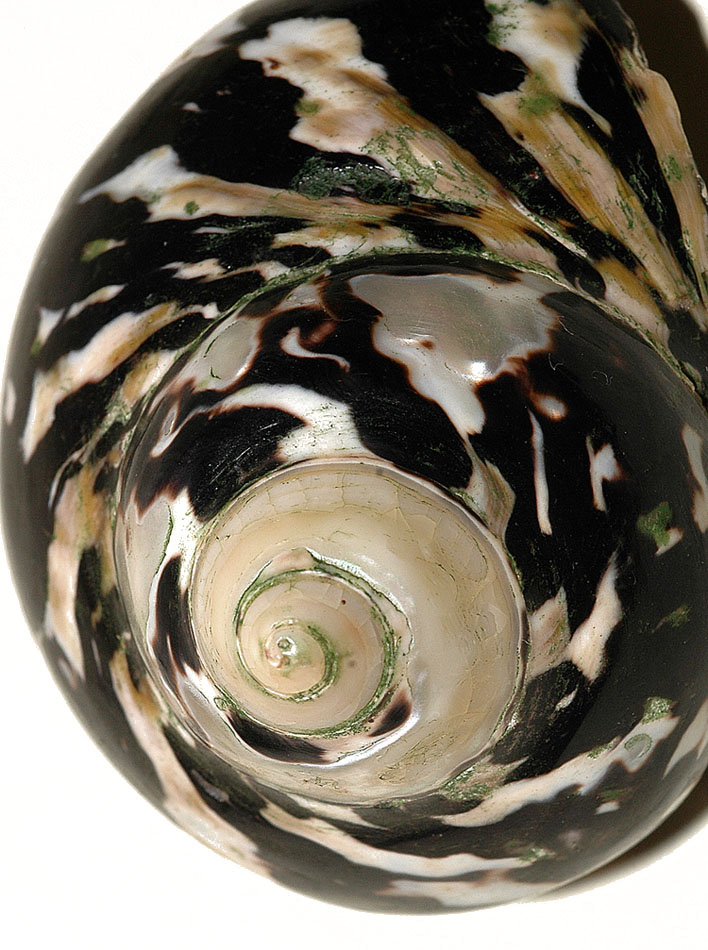 Fotografía por Marian para DesignCrowd (Community Contests) | Diseño #9057844