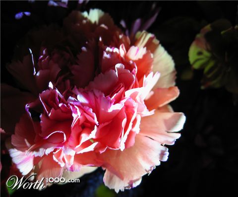 Photography by ctt10310