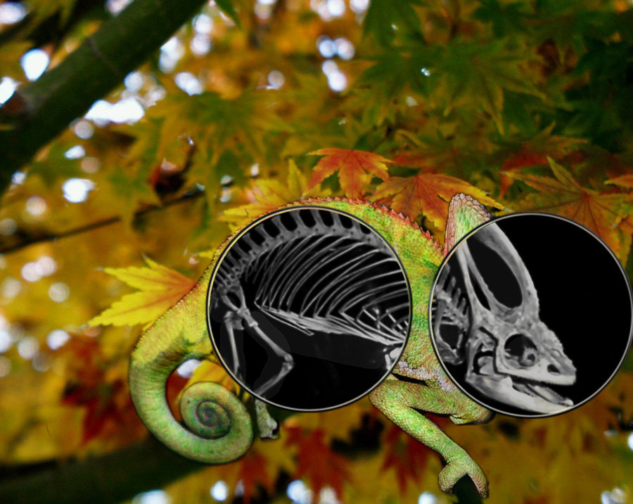 Photoshop-Design von sabrnig für DesignCrowd (Community Contests) | Design #9066026