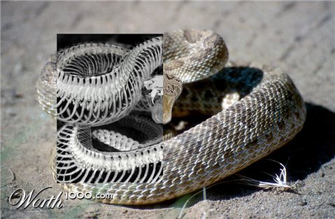 Photoshop Design by sniperking